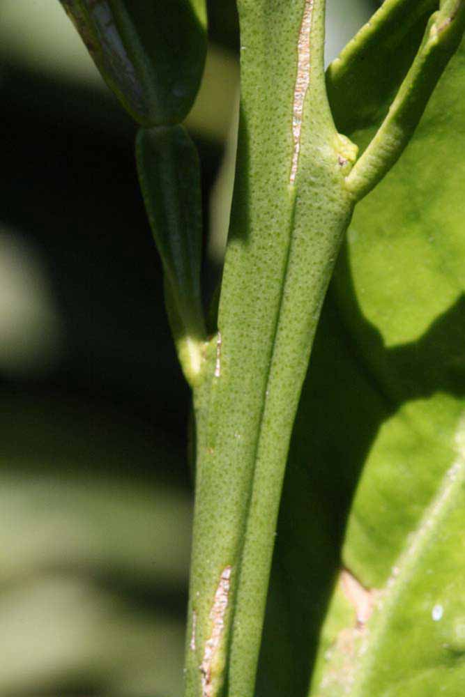              First year twig (Palmer, Riverside, CA)       